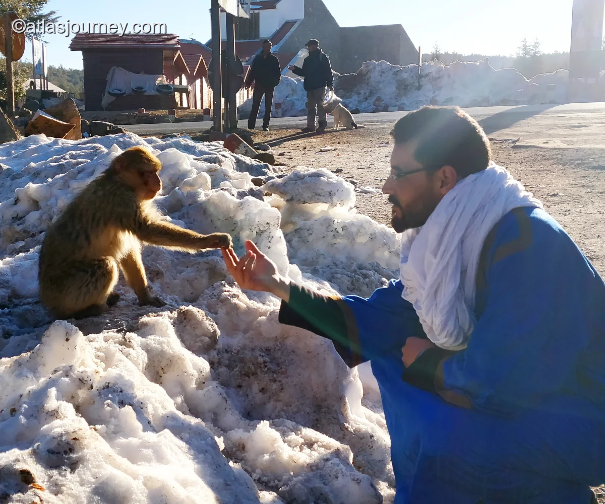 Ibrahim feeding Barbary macaque in Atlas snow